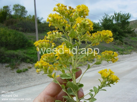 goldenrod, rigid
